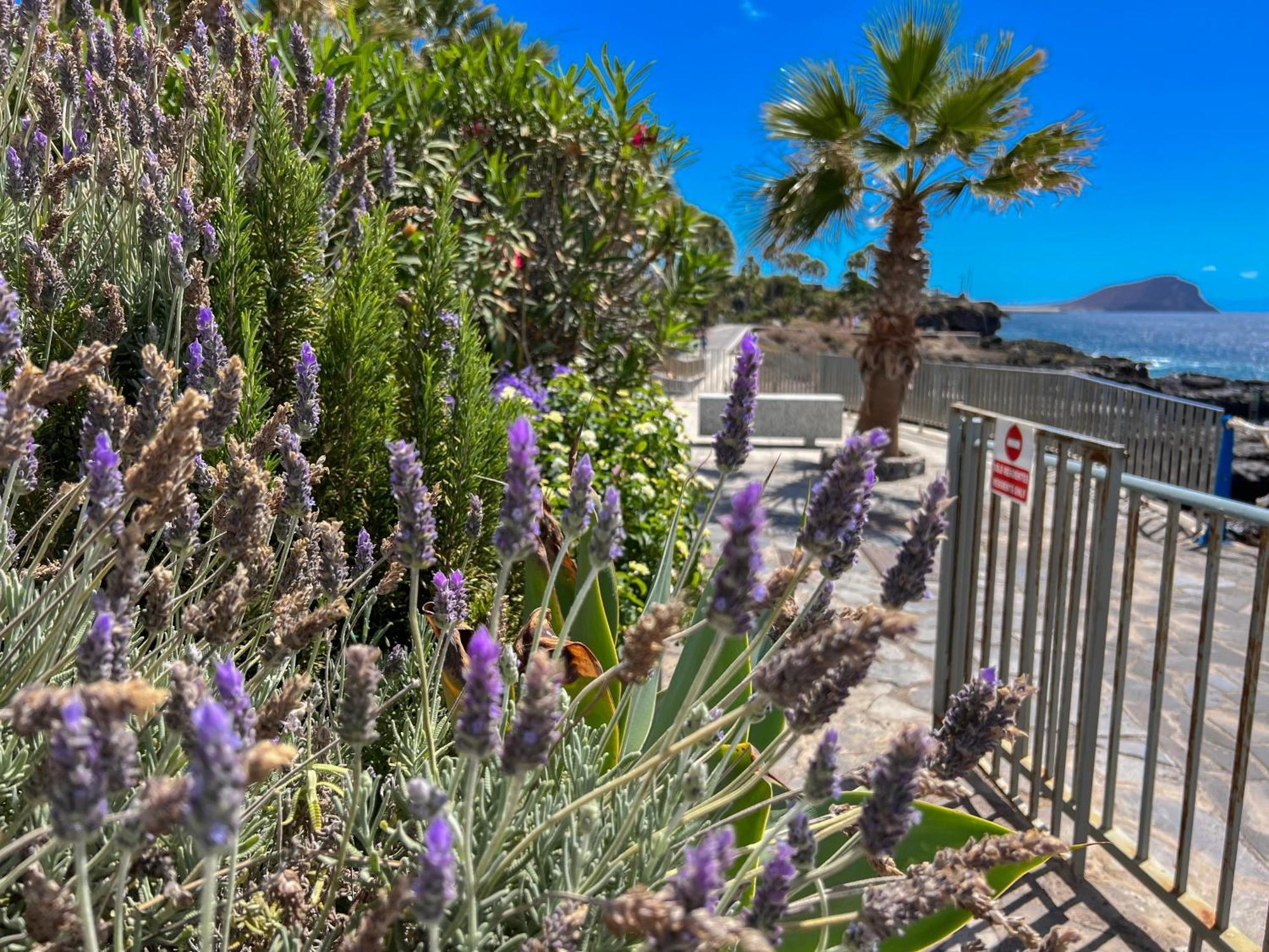 Paz Ocean View, Air Condition, Wifi, Heated Pool Apartment