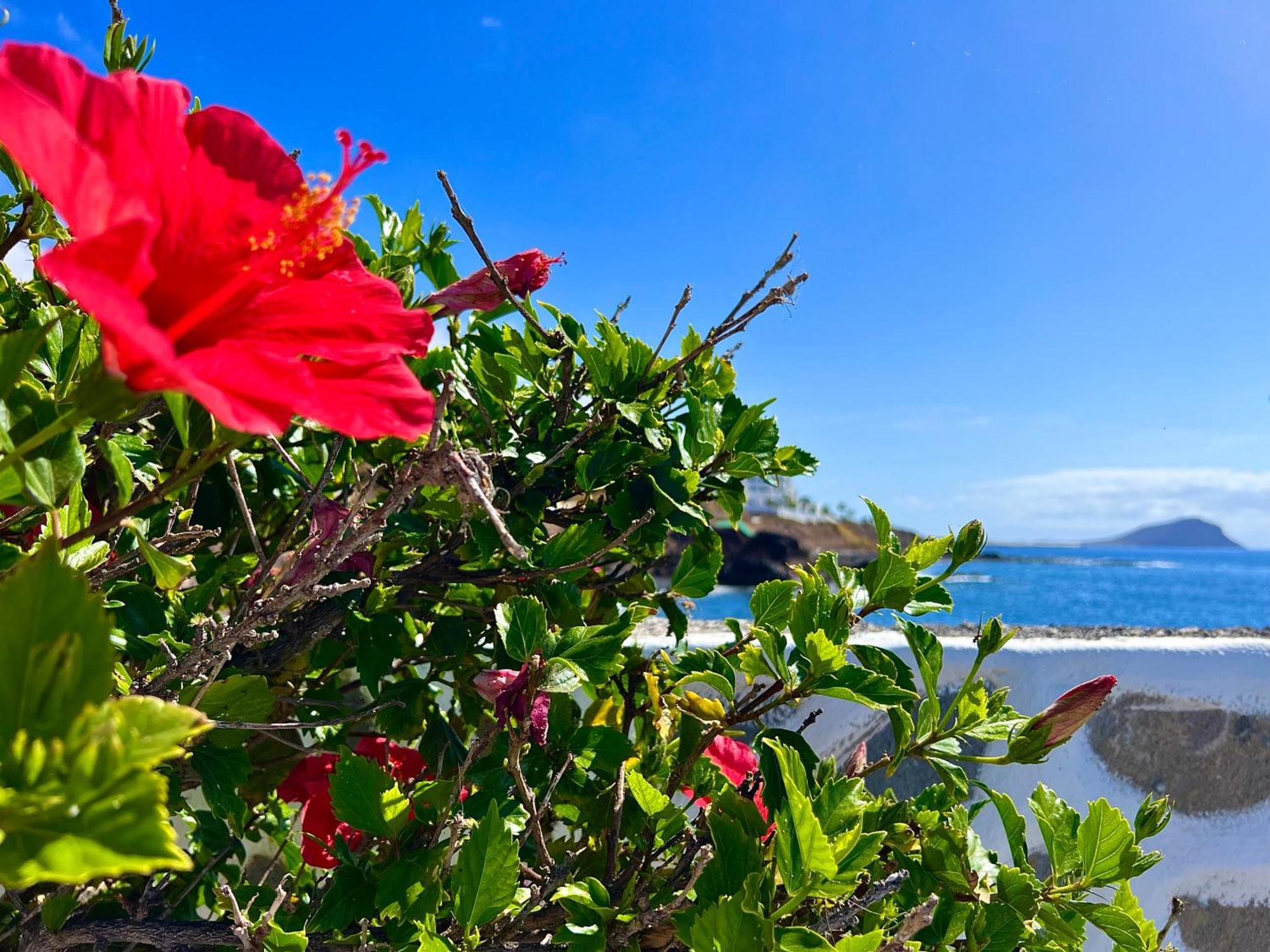 Apartamento Paz Ocean View, Air Condition, Wifi, Heated Pool *